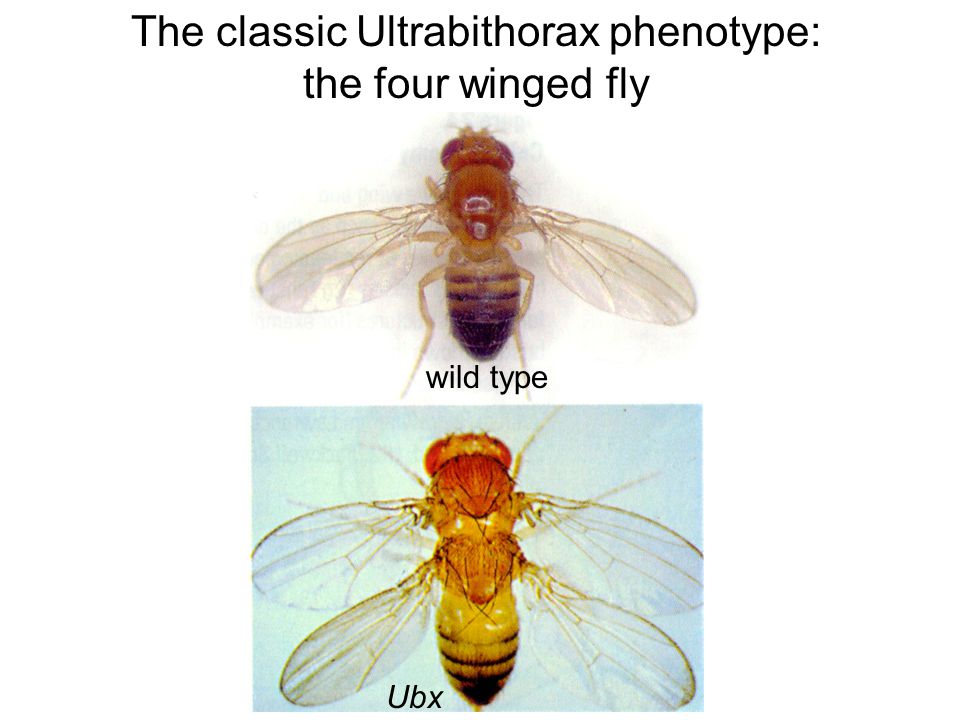 The classic Ultrabithorax phenotype: the four winged fly wild type Ubx