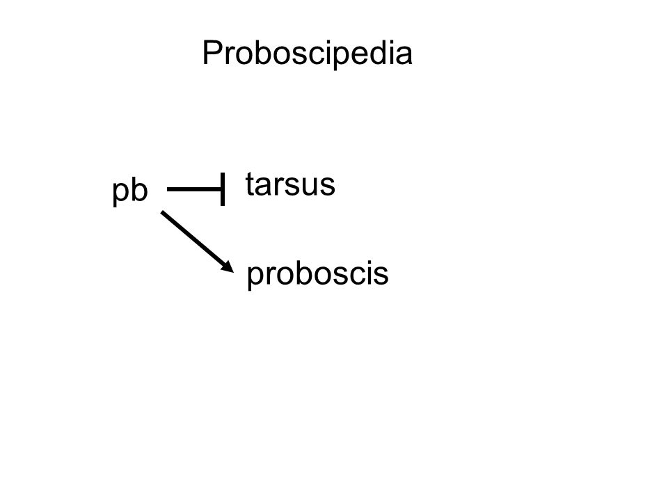 Proboscipedia pb tarsus proboscis
