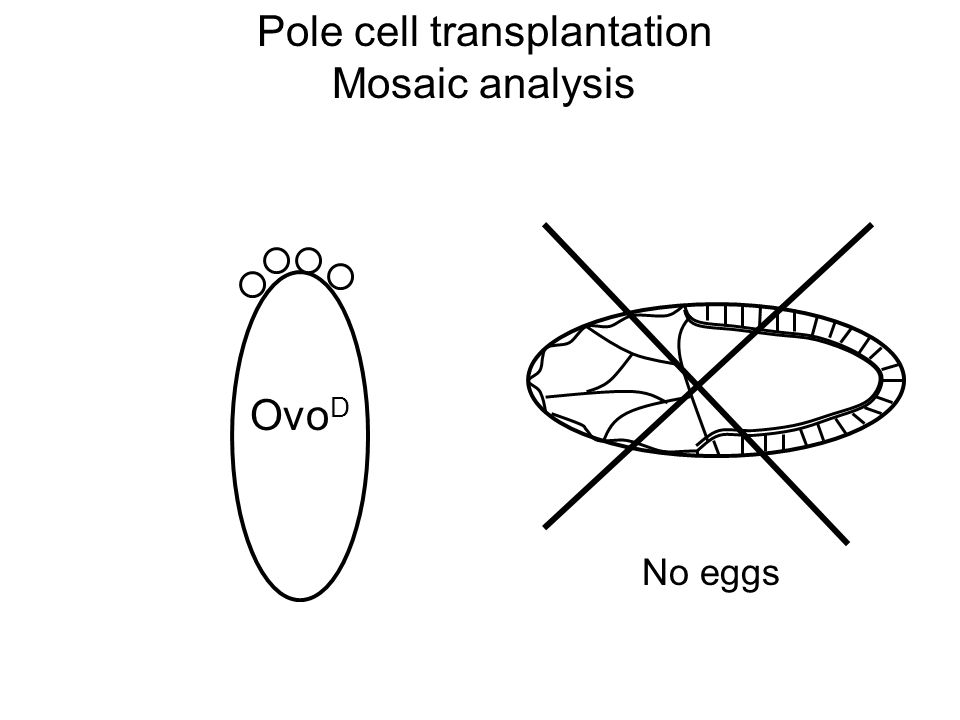 Pole cell transplantation Mosaic analysis Ovo D No eggs