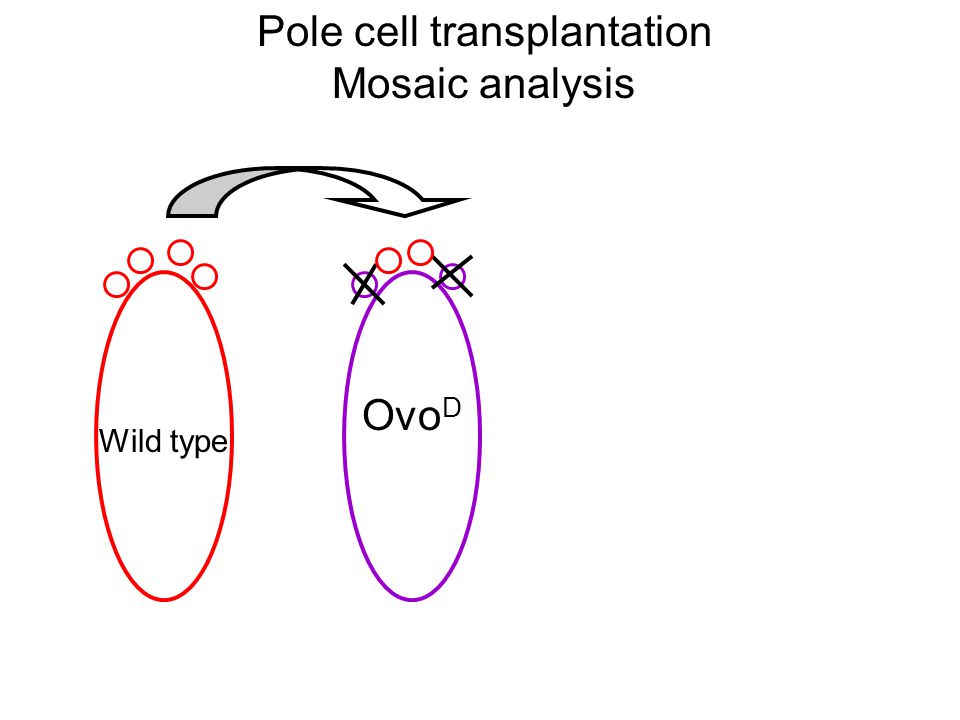 Pole cell transplantation Mosaic analysis Ovo D Wild type