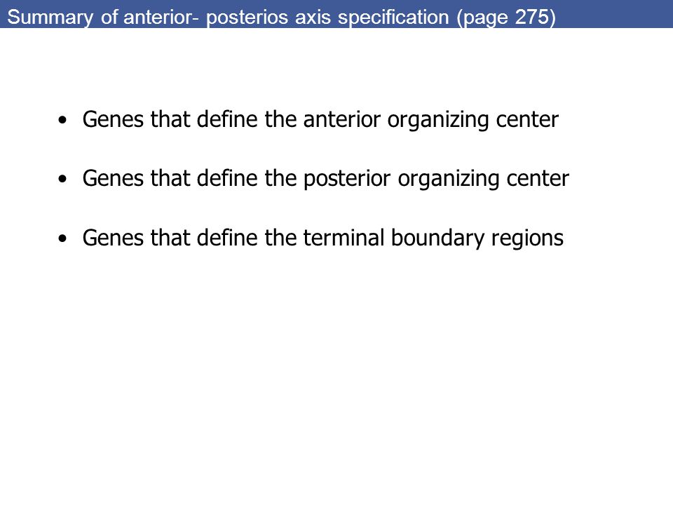 Summary of anterior- posterios axis specification (page 275) Genes that define the anterior organizing center Genes that define the posterior organizing center Genes that define the terminal boundary regions