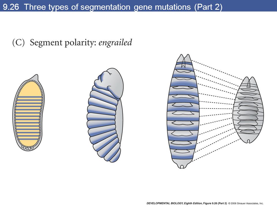 9.26 Three types of segmentation gene mutations (Part 2)