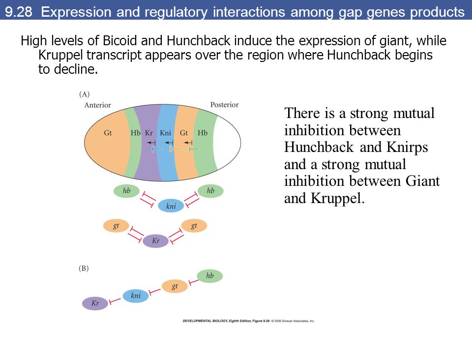 9.28 Expression and regulatory interactions among gap genes products High levels of Bicoid and Hunchback induce the expression of giant, while Kruppel transcript appears over the region where Hunchback begins to decline.