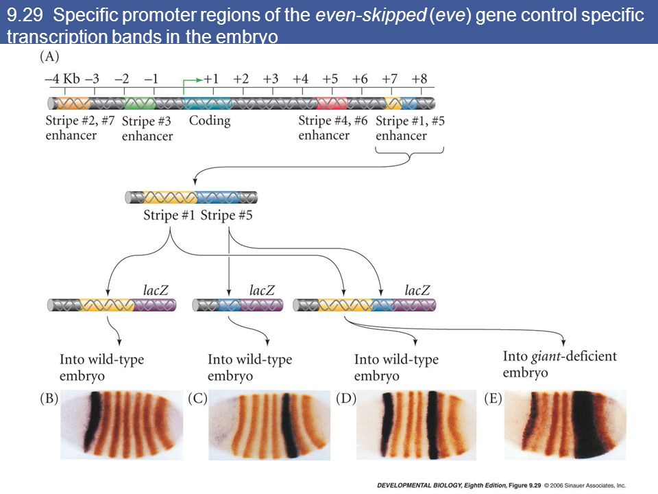 9.29 Specific promoter regions of the even-skipped (eve) gene control specific transcription bands in the embryo