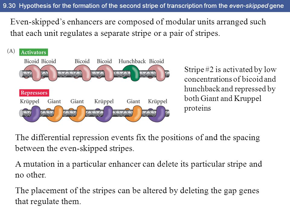 9.30 Hypothesis for the formation of the second stripe of transcription from the even-skipped gene Stripe #2 is activated by low concentrations of bicoid and hunchback and repressed by both Giant and Kruppel proteins The differential repression events fix the positions of and the spacing between the even-skipped stripes.
