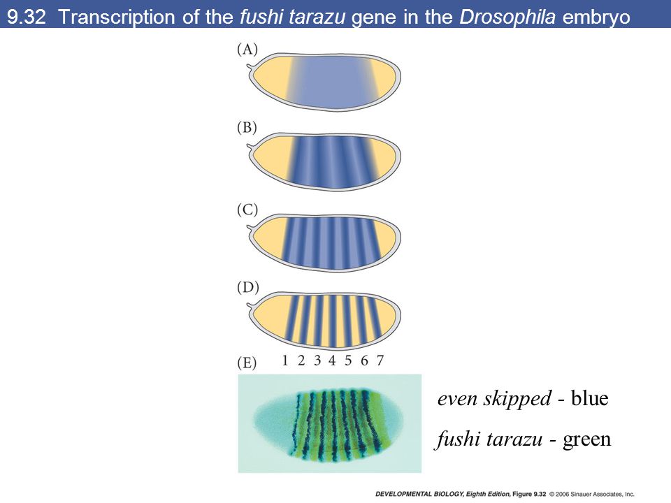 9.32 Transcription of the fushi tarazu gene in the Drosophila embryo even skipped - blue fushi tarazu - green