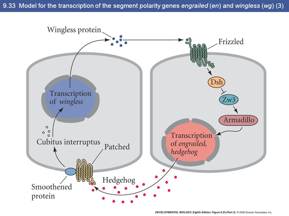 9.33 Model for the transcription of the segment polarity genes engrailed (en) and wingless (wg) (3)
