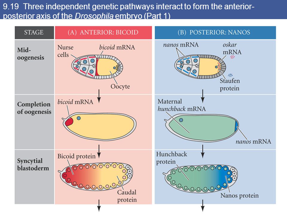 9.19 Three independent genetic pathways interact to form the anterior- posterior axis of the Drosophila embryo (Part 1)
