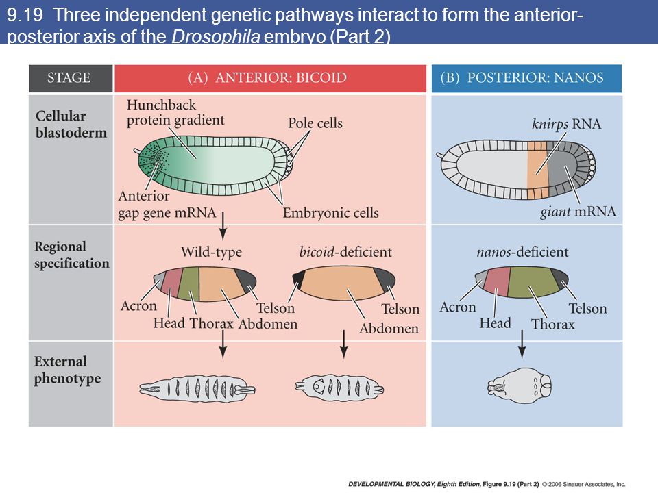 9.19 Three independent genetic pathways interact to form the anterior- posterior axis of the Drosophila embryo (Part 2)