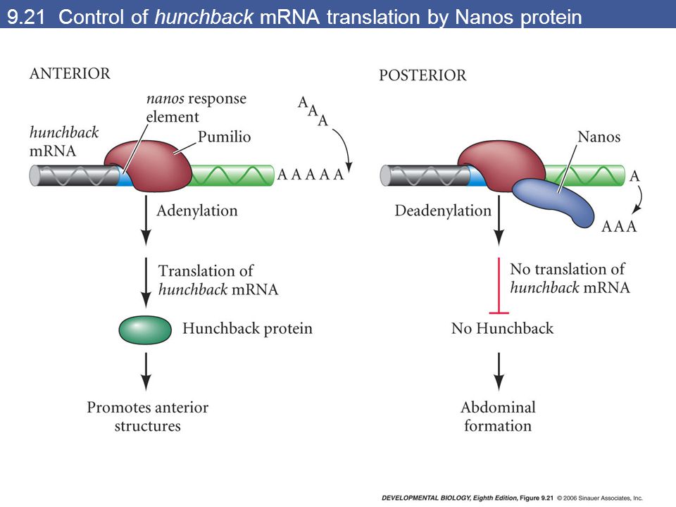 9.21 Control of hunchback mRNA translation by Nanos protein