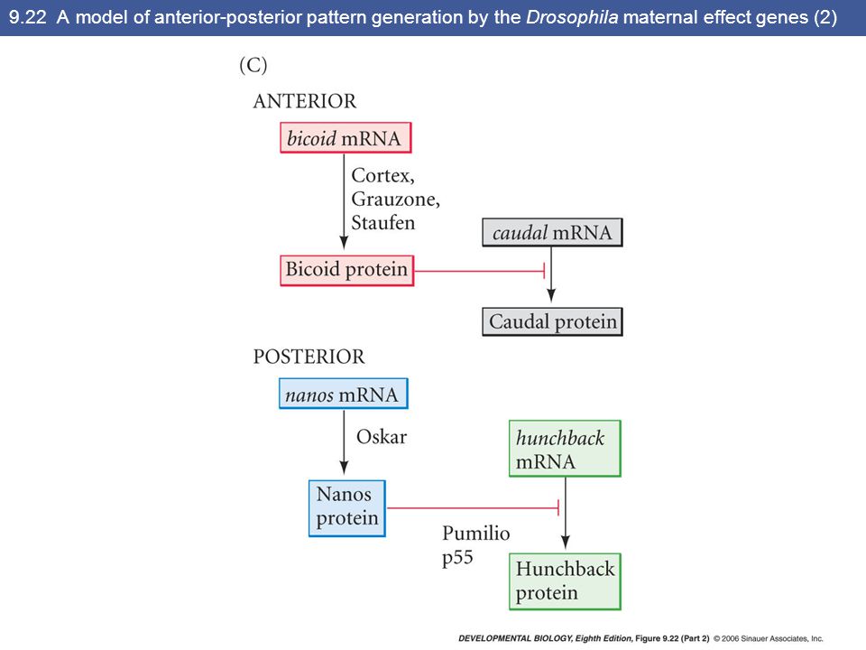 9.22 A model of anterior-posterior pattern generation by the Drosophila maternal effect genes (2)