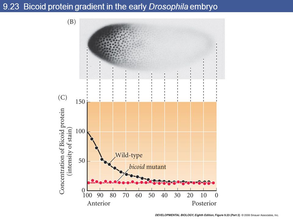 9.23 Bicoid protein gradient in the early Drosophila embryo