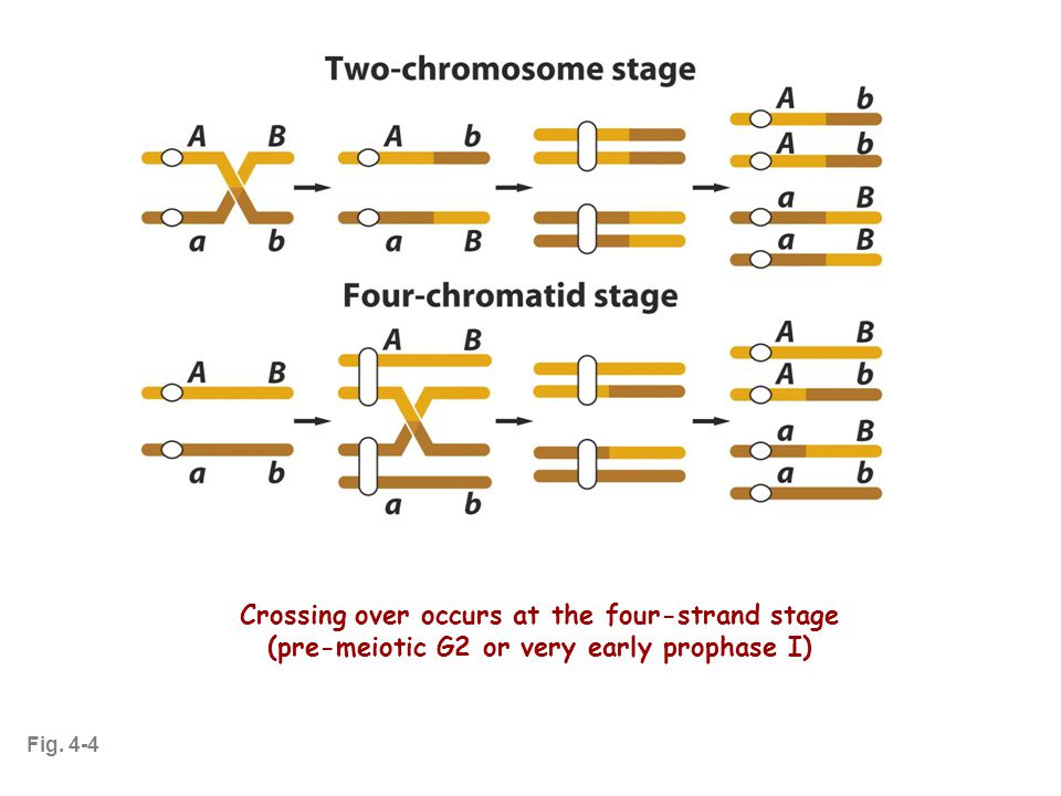 Fig. 4-4 Crossing over occurs at the four-strand stage (pre-meiotic G2 or very early prophase I)