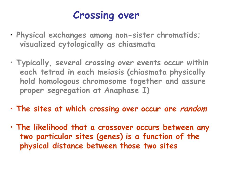 Crossing over Physical exchanges among non-sister chromatids; visualized cytologically as chiasmata Typically, several crossing over events occur within each tetrad in each meiosis (chiasmata physically hold homologous chromosome together and assure proper segregation at Anaphase I) The sites at which crossing over occur are random The likelihood that a crossover occurs between any two particular sites (genes) is a function of the physical distance between those two sites