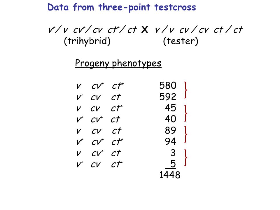 Data from three-point testcross v + / v cv + / cv ct + / ct X v / v cv / cv ct / ct (trihybrid) (tester) Progeny phenotypes v cv + ct v + cv ct 592 v cv ct + 45 v + cv + ct 40 v cv ct 89 v + cv + ct + 94 v cv + ct 3 v + cv ct