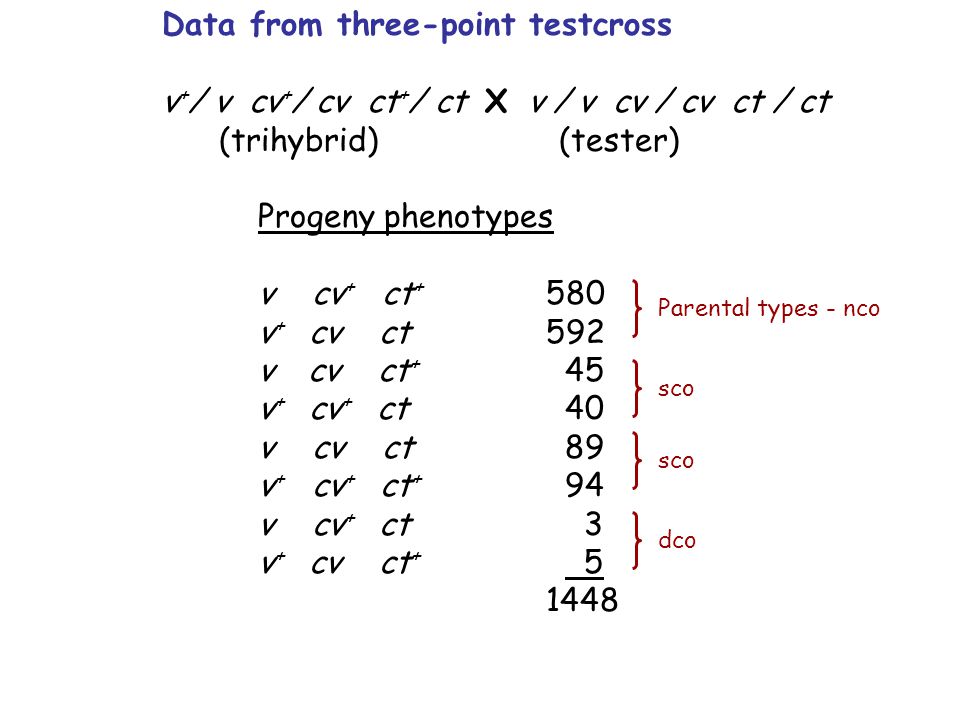 Data from three-point testcross v + / v cv + / cv ct + / ct X v / v cv / cv ct / ct (trihybrid) (tester) Progeny phenotypes v cv + ct v + cv ct 592 v cv ct + 45 v + cv + ct 40 v cv ct 89 v + cv + ct + 94 v cv + ct 3 v + cv ct Parental types - nco dco sco
