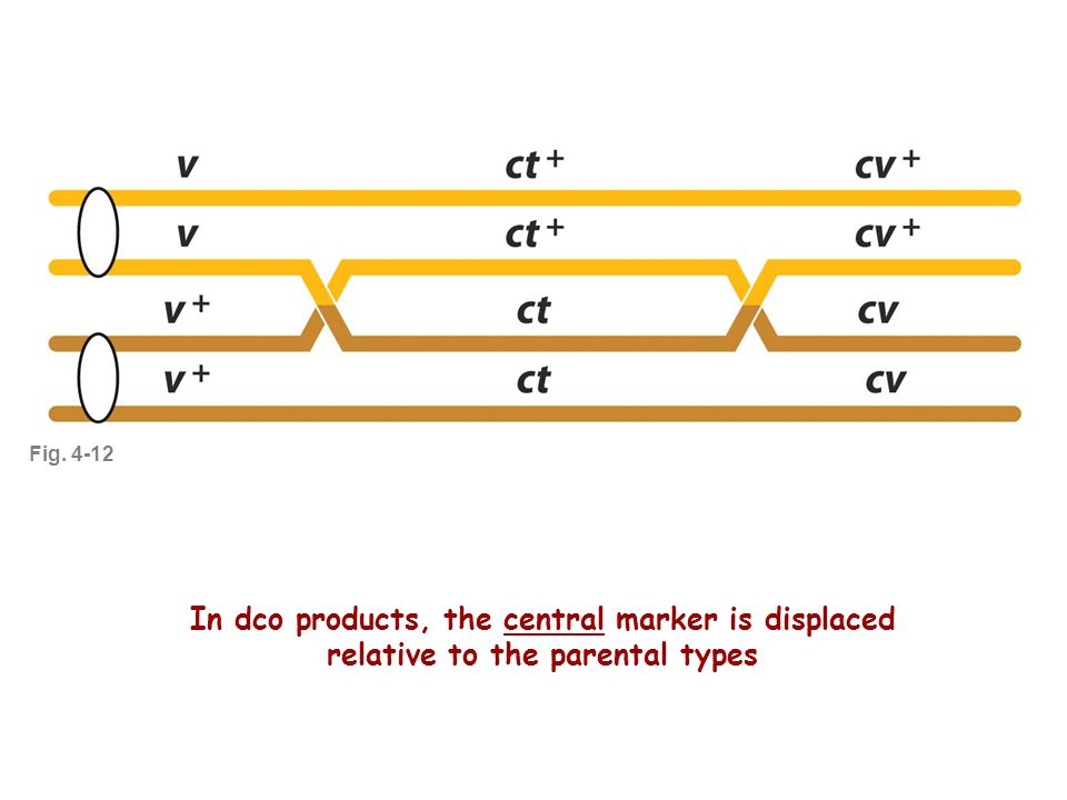 Fig In dco products, the central marker is displaced relative to the parental types