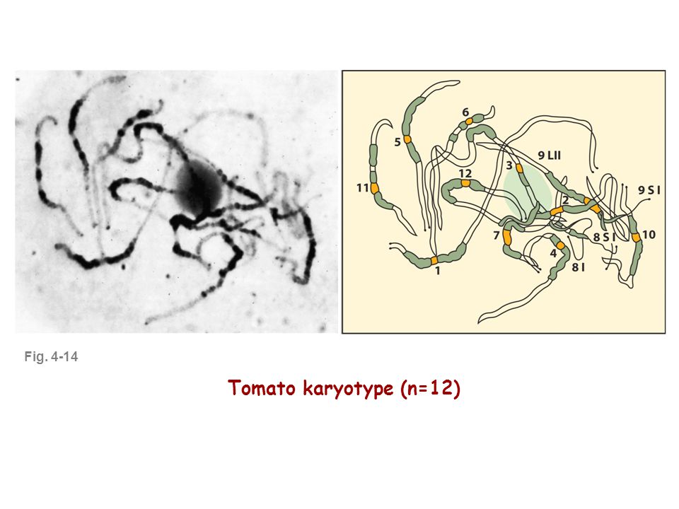 Fig Tomato karyotype (n=12)
