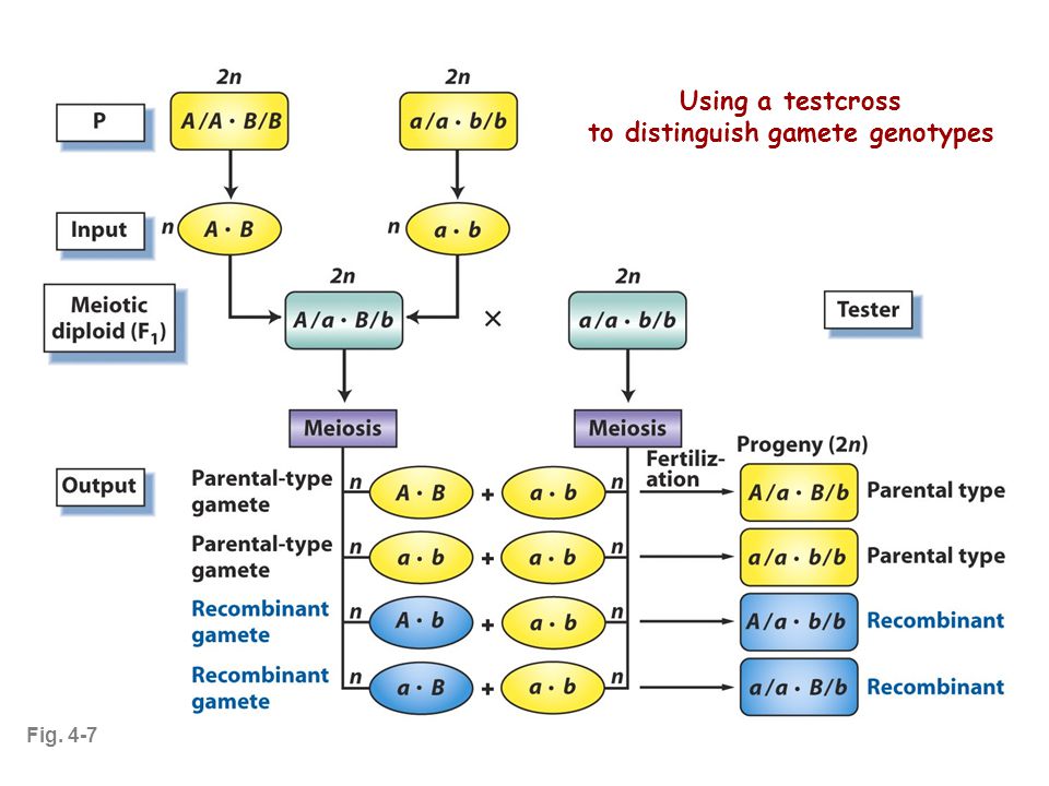 Fig. 4-7 Using a testcross to distinguish gamete genotypes