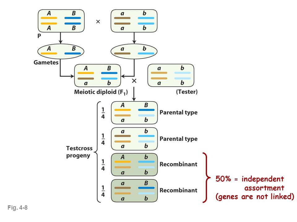 Fig % = independent assortment (genes are not linked)