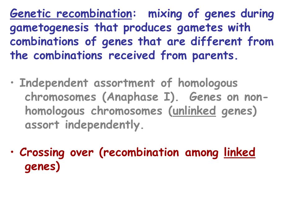 Genetic recombination: mixing of genes during gametogenesis that produces gametes with combinations of genes that are different from the combinations received from parents.
