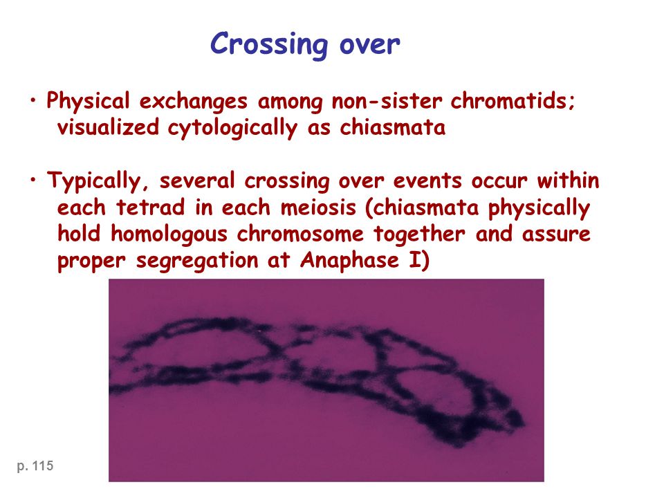 Crossing over Physical exchanges among non-sister chromatids; visualized cytologically as chiasmata Typically, several crossing over events occur within each tetrad in each meiosis (chiasmata physically hold homologous chromosome together and assure proper segregation at Anaphase I) p.