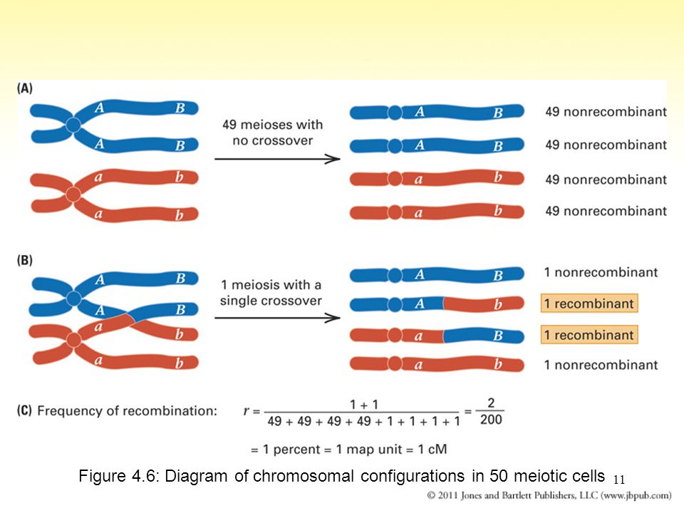 11 Figure 4.6: Diagram of chromosomal configurations in 50 meiotic cells