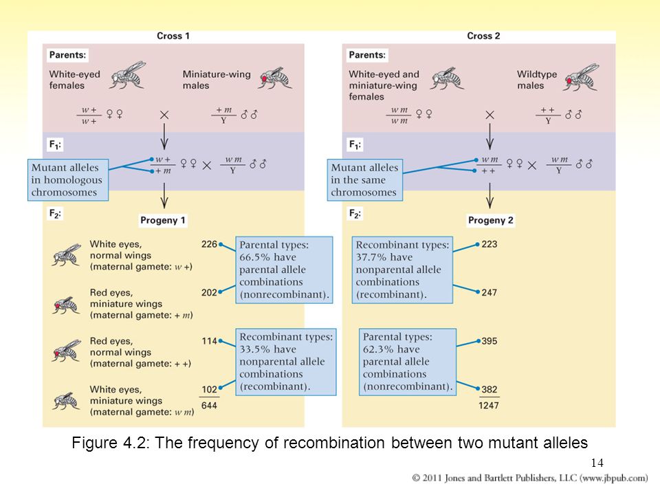 14 Figure 4.2: The frequency of recombination between two mutant alleles