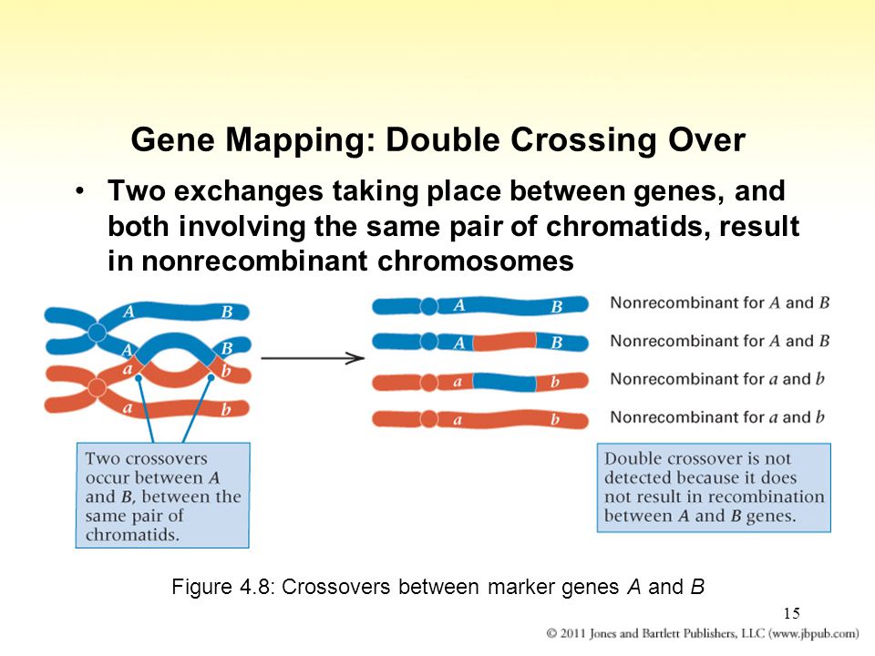 15 Gene Mapping: Double Crossing Over Two exchanges taking place between genes, and both involving the same pair of chromatids, result in nonrecombinant chromosomes Figure 4.8: Crossovers between marker genes A and B