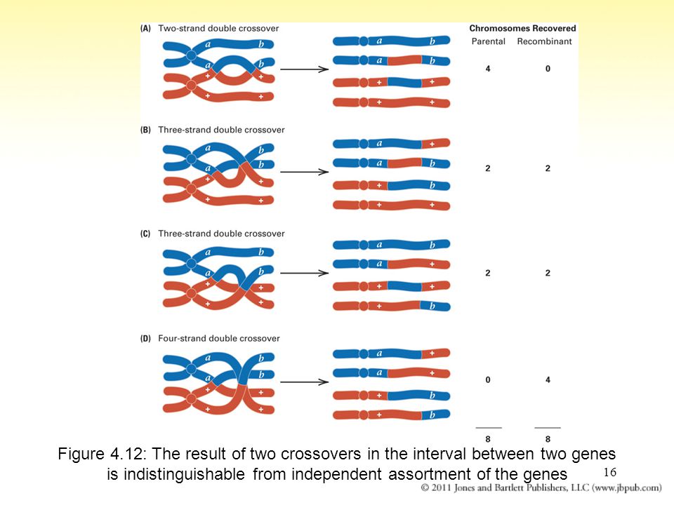 16 Figure 4.12: The result of two crossovers in the interval between two genes is indistinguishable from independent assortment of the genes