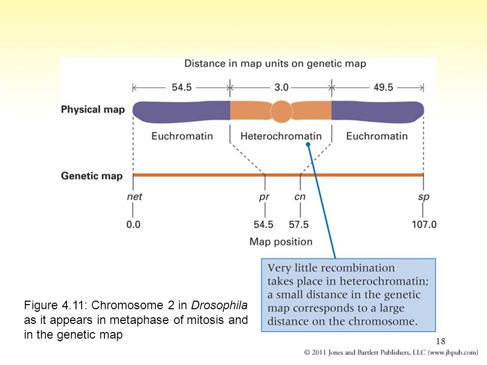 18 Figure 4.11: Chromosome 2 in Drosophila as it appears in metaphase of mitosis and in the genetic map