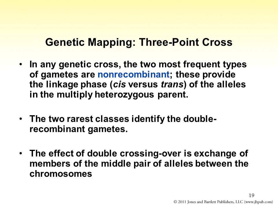 19 Genetic Mapping: Three-Point Cross In any genetic cross, the two most frequent types of gametes are nonrecombinant; these provide the linkage phase (cis versus trans) of the alleles in the multiply heterozygous parent.