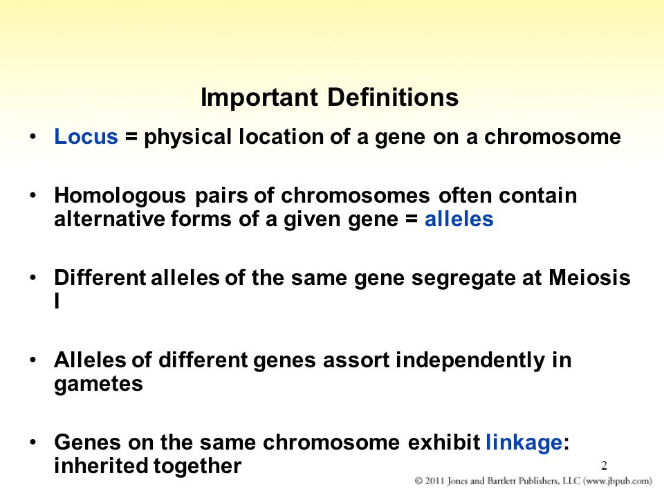 2 Locus = physical location of a gene on a chromosome Homologous pairs of chromosomes often contain alternative forms of a given gene = alleles Different alleles of the same gene segregate at Meiosis I Alleles of different genes assort independently in gametes Genes on the same chromosome exhibit linkage: inherited together Important Definitions