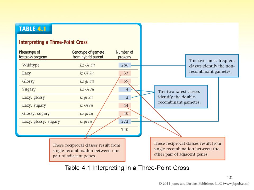 20 Table 4.1 Interpreting in a Three-Point Cross
