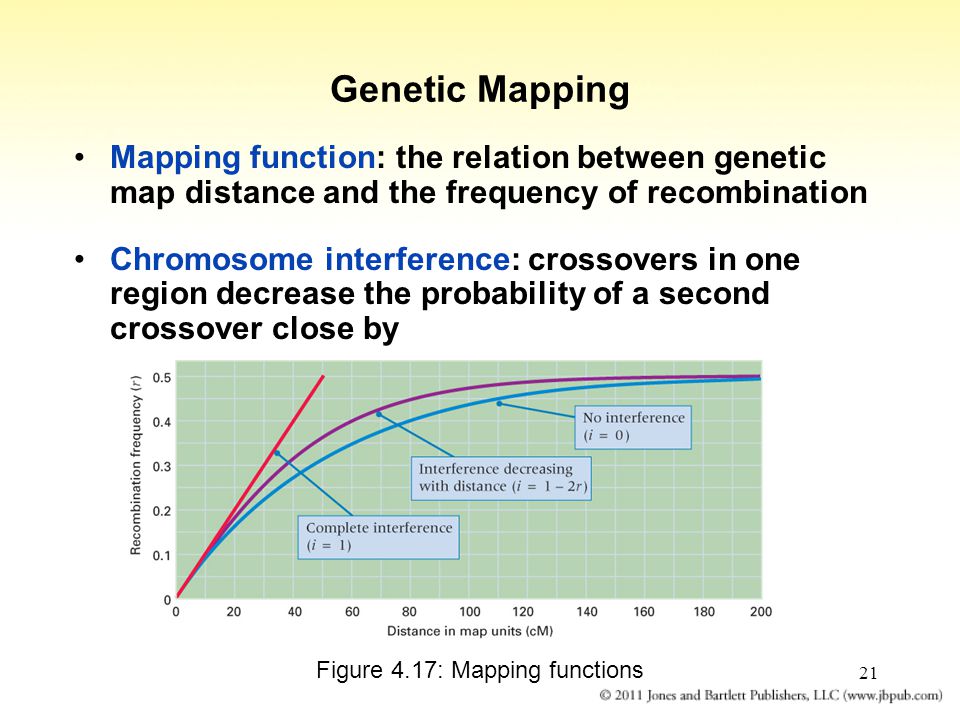 21 Genetic Mapping Mapping function: the relation between genetic map distance and the frequency of recombination Chromosome interference: crossovers in one region decrease the probability of a second crossover close by Figure 4.17: Mapping functions