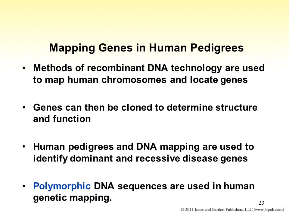 23 Mapping Genes in Human Pedigrees Methods of recombinant DNA technology are used to map human chromosomes and locate genes Genes can then be cloned to determine structure and function Human pedigrees and DNA mapping are used to identify dominant and recessive disease genes Polymorphic DNA sequences are used in human genetic mapping.