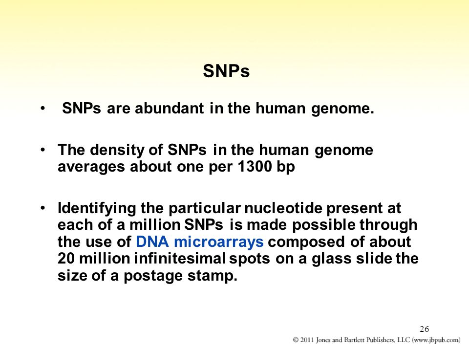 26 SNPs SNPs are abundant in the human genome.
