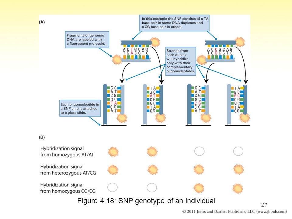 27 Figure 4.18: SNP genotype of an individual