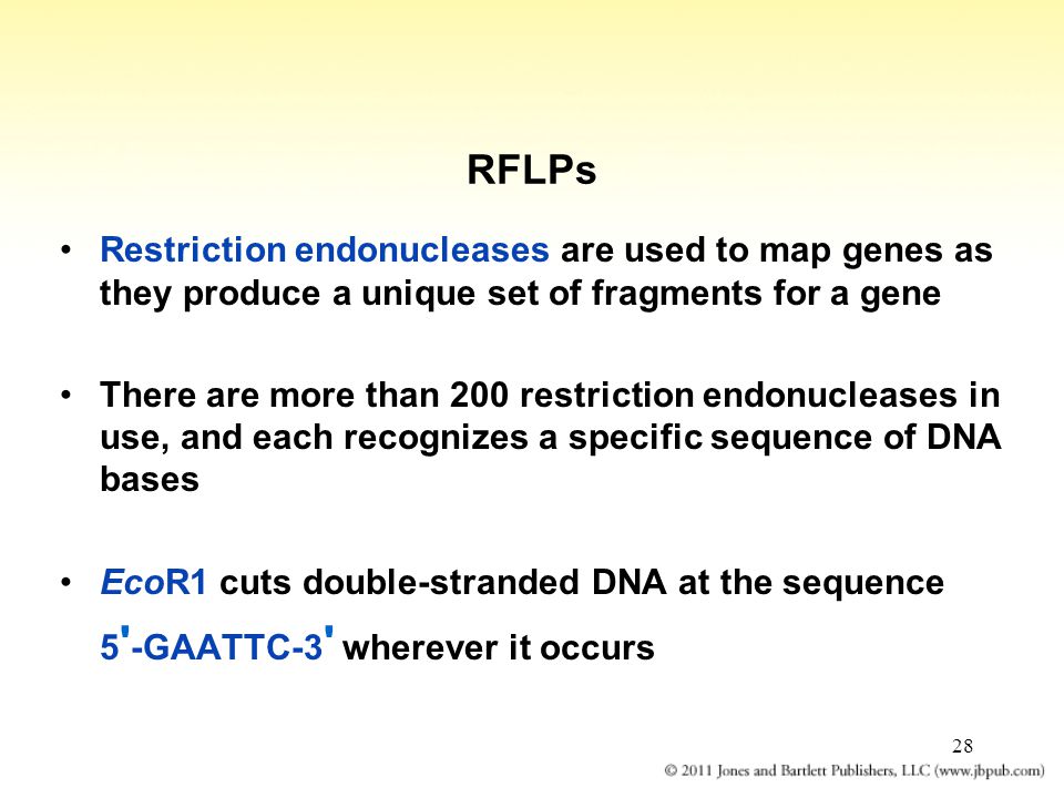 28 RFLPs Restriction endonucleases are used to map genes as they produce a unique set of fragments for a gene There are more than 200 restriction endonucleases in use, and each recognizes a specific sequence of DNA bases EcoR1 cuts double-stranded DNA at the sequence 5 -GAATTC-3 wherever it occurs