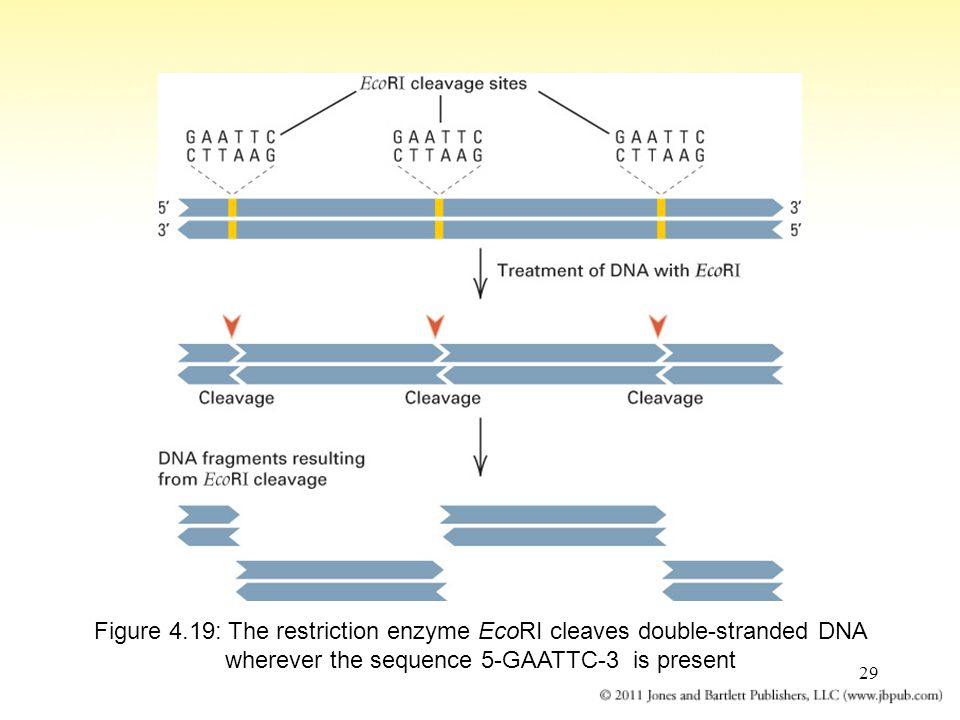 29 Figure 4.19: The restriction enzyme EcoRI cleaves double-stranded DNA wherever the sequence 5-GAATTC-3 is present