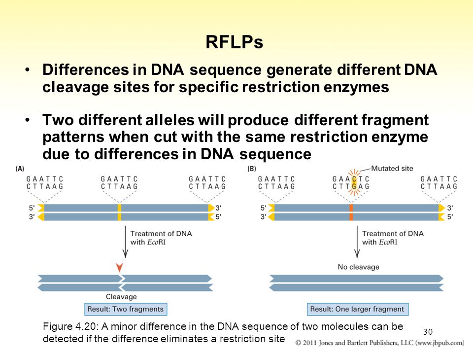 30 RFLPs Differences in DNA sequence generate different DNA cleavage sites for specific restriction enzymes Two different alleles will produce different fragment patterns when cut with the same restriction enzyme due to differences in DNA sequence Figure 4.20: A minor difference in the DNA sequence of two molecules can be detected if the difference eliminates a restriction site