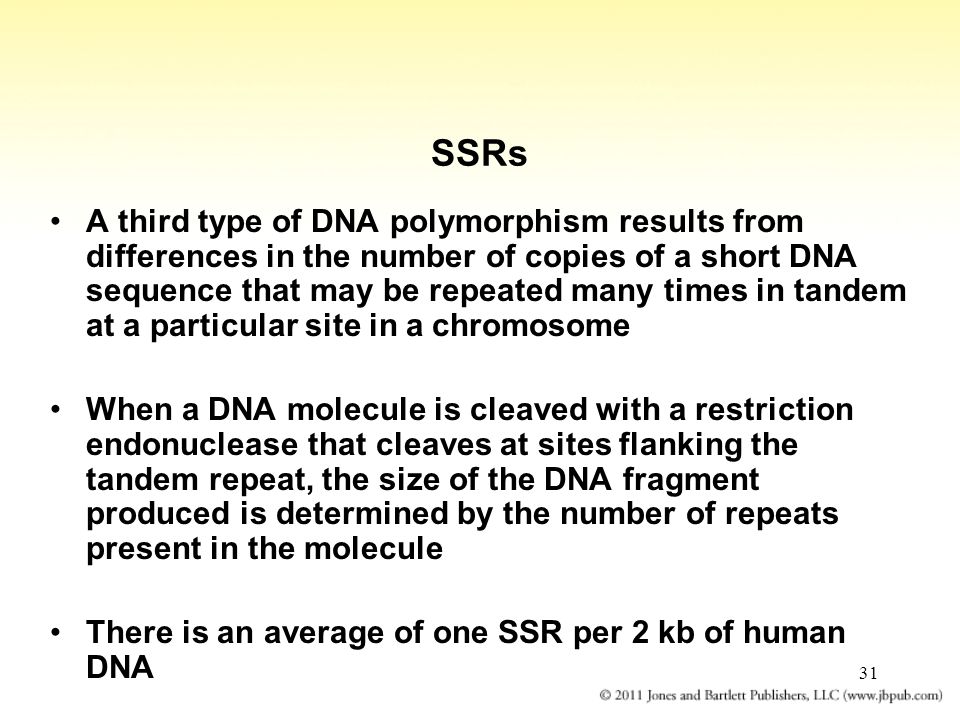 31 SSRs A third type of DNA polymorphism results from differences in the number of copies of a short DNA sequence that may be repeated many times in tandem at a particular site in a chromosome When a DNA molecule is cleaved with a restriction endonuclease that cleaves at sites flanking the tandem repeat, the size of the DNA fragment produced is determined by the number of repeats present in the molecule There is an average of one SSR per 2 kb of human DNA