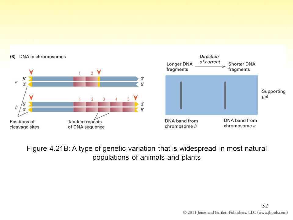 32 Figure 4.21B: A type of genetic variation that is widespread in most natural populations of animals and plants
