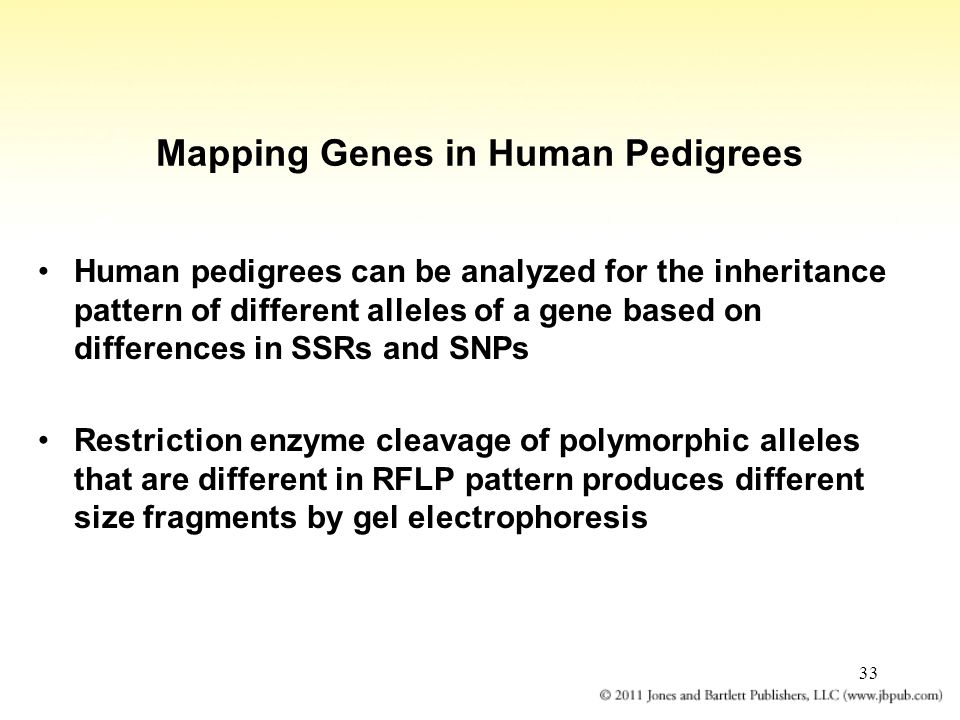 33 Mapping Genes in Human Pedigrees Human pedigrees can be analyzed for the inheritance pattern of different alleles of a gene based on differences in SSRs and SNPs Restriction enzyme cleavage of polymorphic alleles that are different in RFLP pattern produces different size fragments by gel electrophoresis