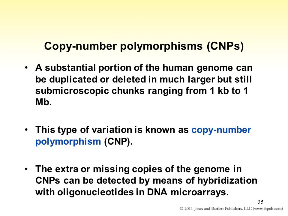 35 Copy-number polymorphisms (CNPs) A substantial portion of the human genome can be duplicated or deleted in much larger but still submicroscopic chunks ranging from 1 kb to 1 Mb.