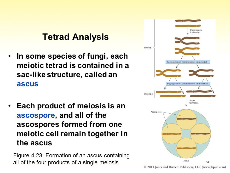36 Tetrad Analysis In some species of fungi, each meiotic tetrad is contained in a sac-like structure, called an ascus Each product of meiosis is an ascospore, and all of the ascospores formed from one meiotic cell remain together in the ascus Figure 4.23: Formation of an ascus containing all of the four products of a single meiosis