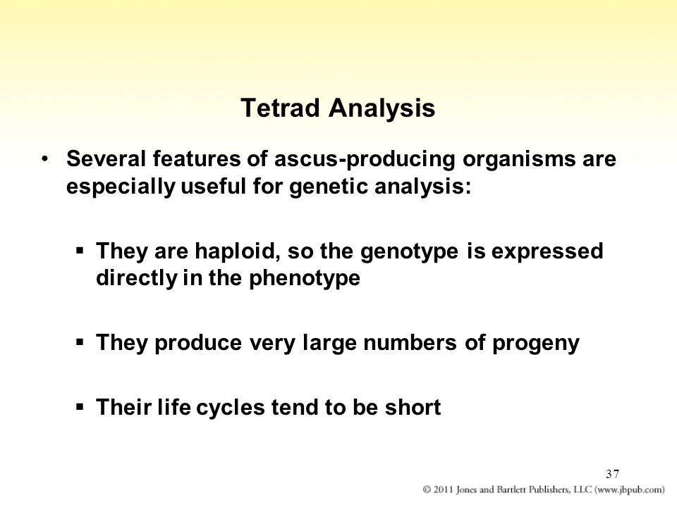 37 Tetrad Analysis Several features of ascus-producing organisms are especially useful for genetic analysis:  They are haploid, so the genotype is expressed directly in the phenotype  They produce very large numbers of progeny  Their life cycles tend to be short