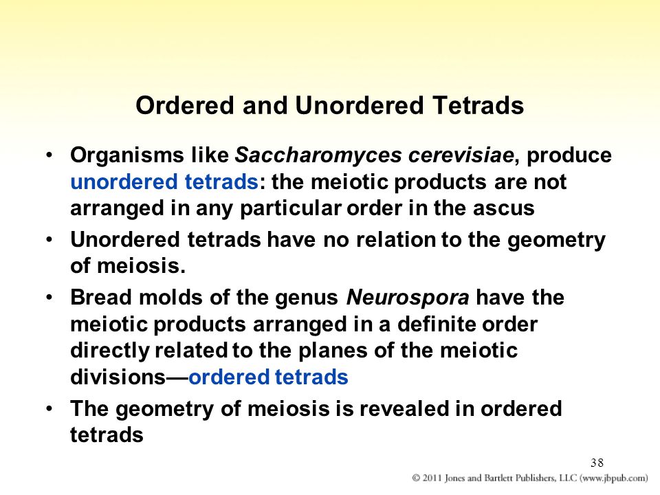 38 Ordered and Unordered Tetrads Organisms like Saccharomyces cerevisiae, produce unordered tetrads: the meiotic products are not arranged in any particular order in the ascus Unordered tetrads have no relation to the geometry of meiosis.