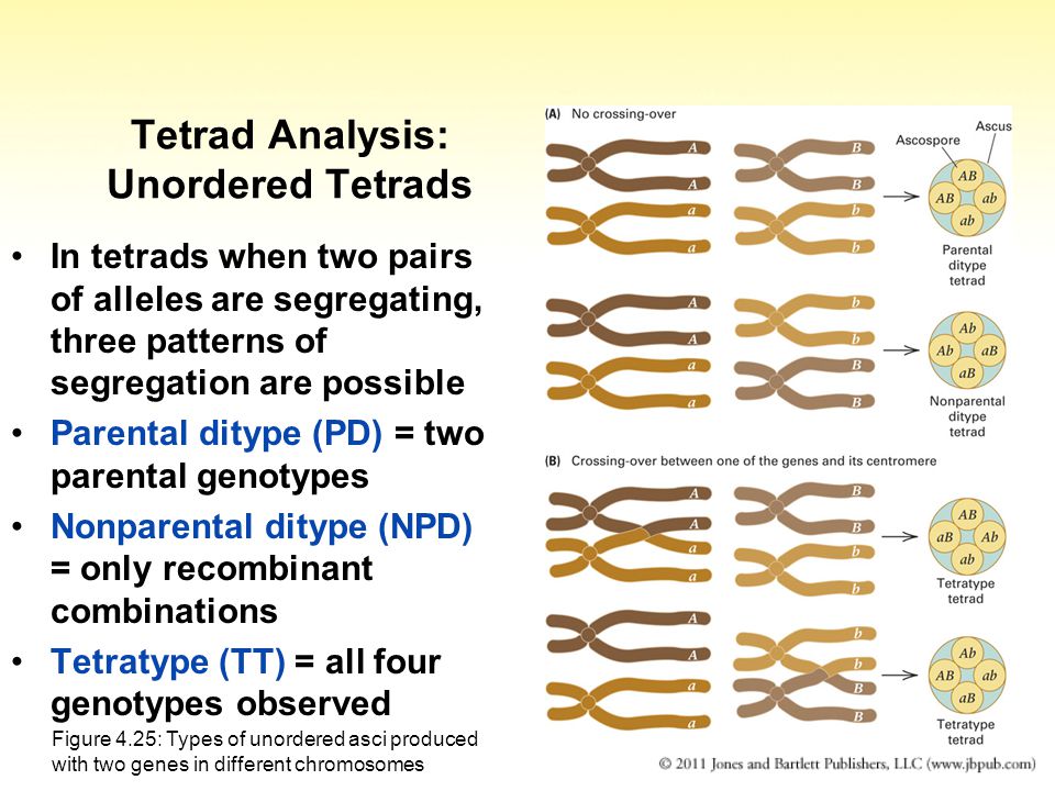 39 Tetrad Analysis: Unordered Tetrads In tetrads when two pairs of alleles are segregating, three patterns of segregation are possible Parental ditype (PD) = two parental genotypes Nonparental ditype (NPD) = only recombinant combinations Tetratype (TT) = all four genotypes observed Figure 4.25: Types of unordered asci produced with two genes in different chromosomes