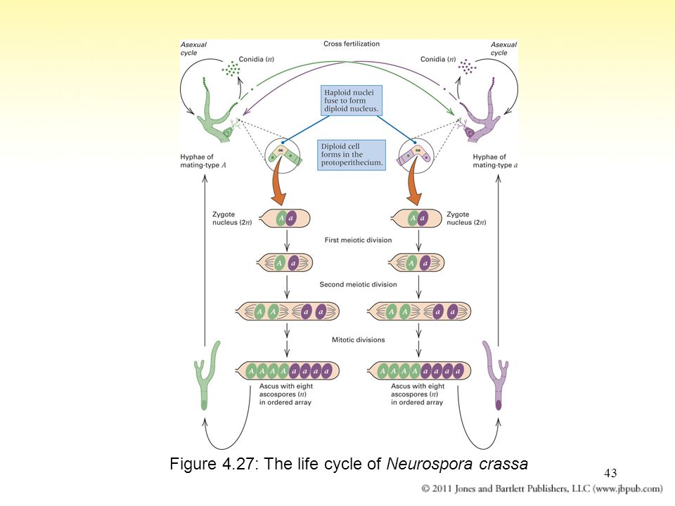 43 Figure 4.27: The life cycle of Neurospora crassa